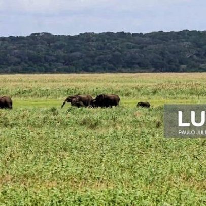 Moçambique cria métrica para medir impacto do desenvolvimento em elefantes