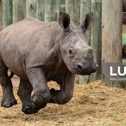 Caçadas ilegais a rinocerontes na África do Sul caíram 16% em 2025