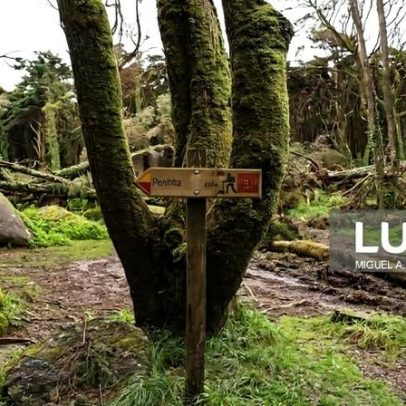 Mais de 250 mil árvores derrubadas na serra de Sintra por mau tempo