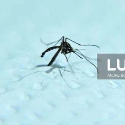 África concentra 95% dos casos e 96% das mortes por malária, UA