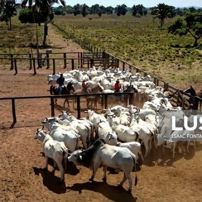 Brasil registra recorde de abate de gado em 2025 impulsionado pela China