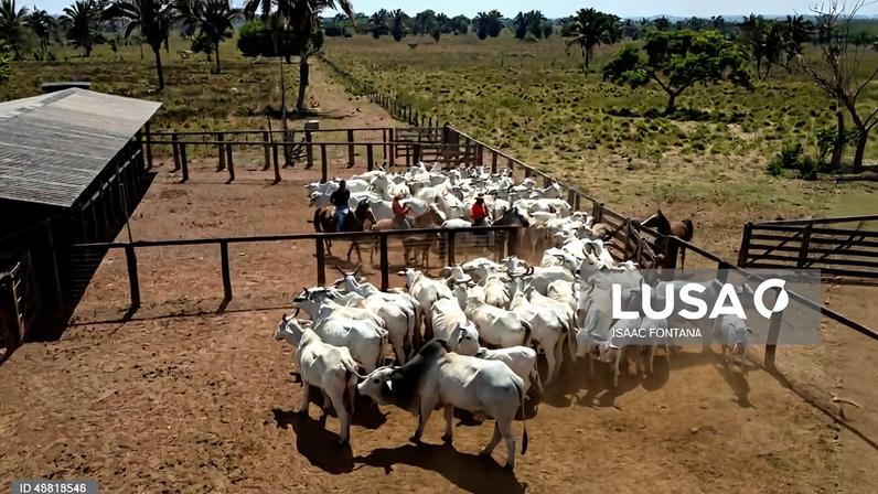 Brasil bate recorde no abate de gado em 2025, impulsionado pela procura da China