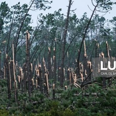 Risco de incêndio na Mata de Leiria aumenta sem retirada da carga combustível