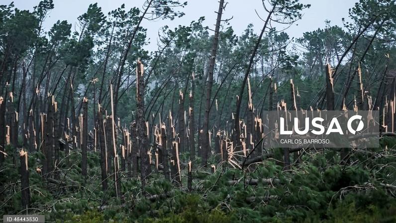 Risco de incêndio maior na Mata de Leiria se maioria da carga combustível não for retirada – ICNF