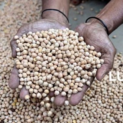 Angola desembolsa 31,7 milhões de dólares para importar sementes em 2025