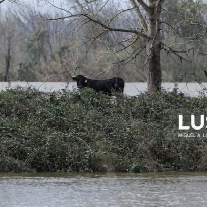 Níveis do Mondego em Montemor-o-Velho baixam, situação continua crítica
