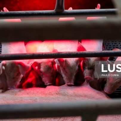 Pecuária em Leiria perde 200 leitões à espera de luz que não chegou