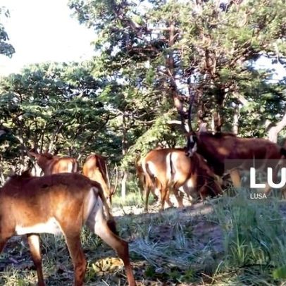 Angola recorre a fundo de emergência para pagar obras em museu e parque nacional