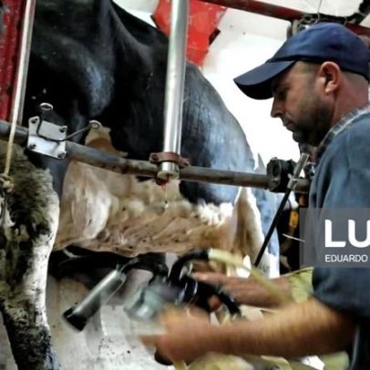 Queda do preço do leite contraria a posição da UE, dizem produtores