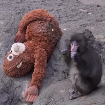 Macaco bebé Punch, abandonado pela mãe, encontra conforto num peluche