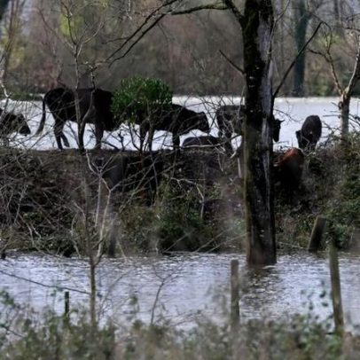 Produtores de Aveiro alertam para gado contrabandeado de Espanha com doenças