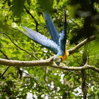 Araras-canindé voam livres no Rio de Janeiro após 200 anos