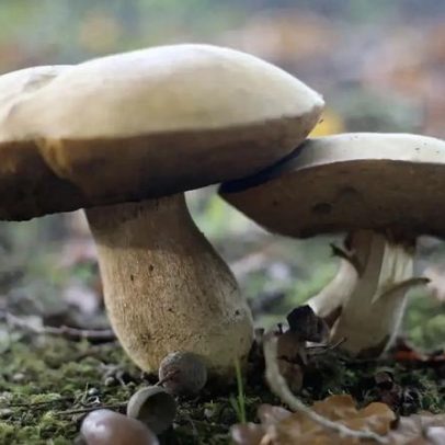 Cuga admite que despedimentos de trabalhadores não eram desejados