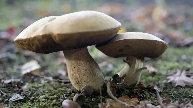 A Cuga, antiga Varandas do Sousa, é a maior produtora nacional de cogumelos frescos