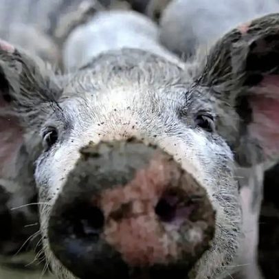 Suinicultores dizem ser a maior crise de sempre por mau tempo e pedem apoios urgentes