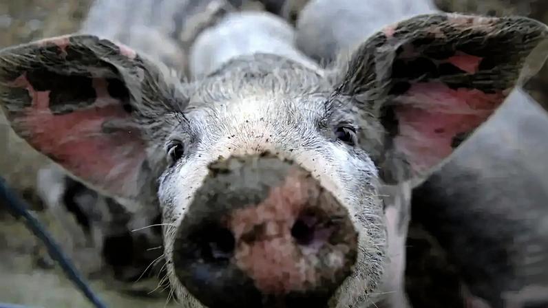 "Esta é a maior crise de sempre. Afetou 50% da produção nacional, dividida pelas regiões de Lisboa e Vale do Tejo, Alentejo e Centro"