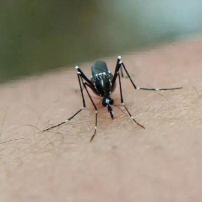 Portugal é a área europeia com maior risco de transmissão da chikungunya