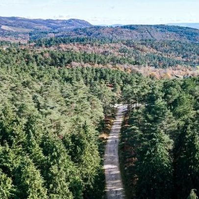 Voluntários mobilizados para plantar 13 mil árvores na Serra do Alvão
