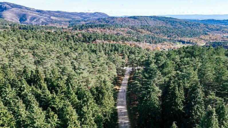 Organizada a plantação de 13 mil árvores, no próximo sábado, na Serra do Alvão