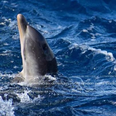 Químicos de ecrãs e telemóveis encontrados em golfinhos e botos