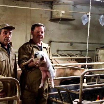 Pecuária em Leiria perde 200 leitões à espera de luz que não chegou