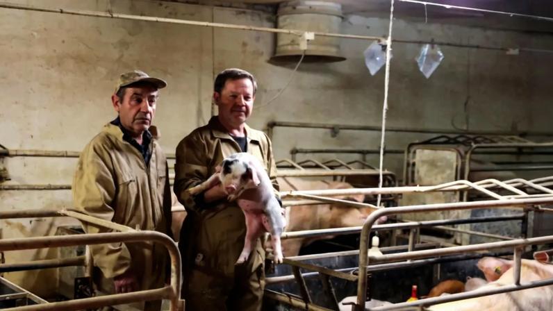 Os irmãos Manuel e Joaquim Sousa são proprietários da pecuária Suinovalor que já perdeu mais de 200 leitões