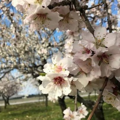 Amendoeiras em flor impulsionam economia e turismo em Trás-os-Montes