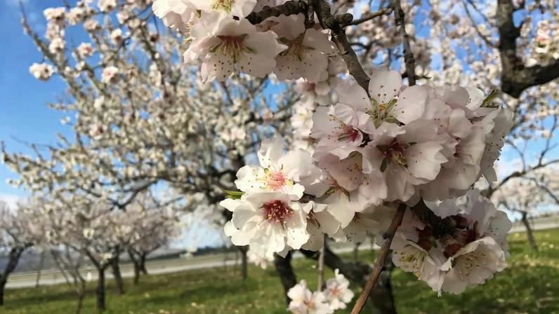 Festival das amendoeiras em flor deve manter-se em cartaz ao longo do mês de março
