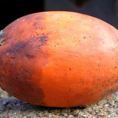 GNR apreende planta estimulante e tabaco em operação nacional