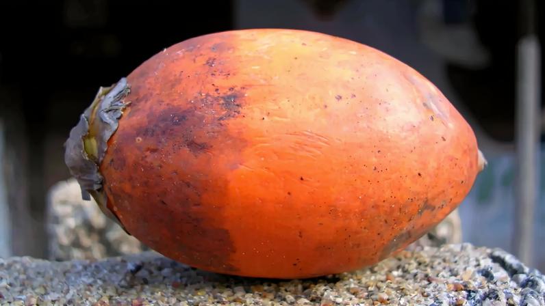 Foram apreendidos 8200 gramas de noz areca