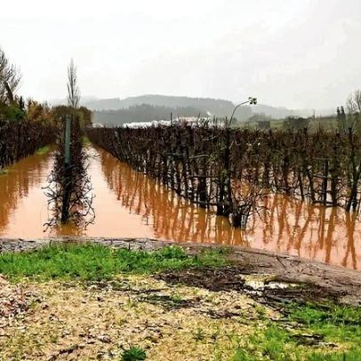 Mau tempo pode provocar prejuízos elevados em pomares de maçã e pera-rocha