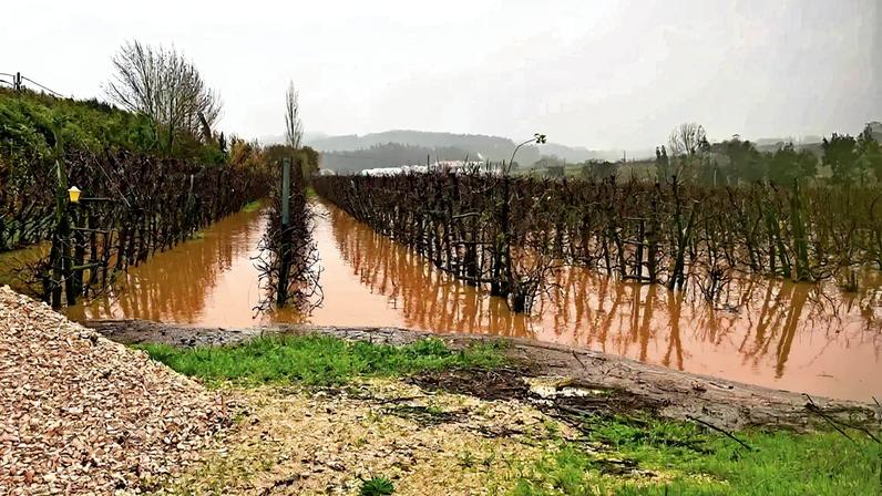 Macieiras cobertas de água na zona de Alcobaça