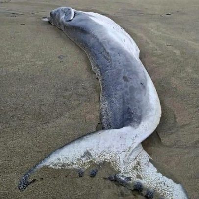 Três condenações impedem suspensão de pena ao acusado conhecido como 'Macaco'