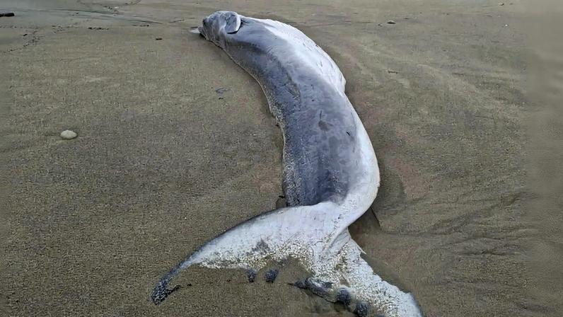 Fernando Madureira vestia um fato de treino do F. C. Porto quando saiu da prisão