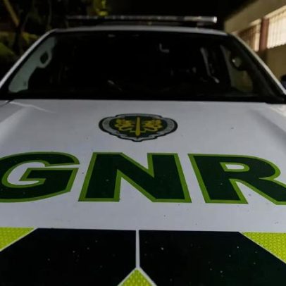 Ataque de cães mata seis ovinos e deixa outros 20 feridos em Nisa