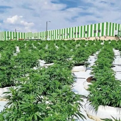 Canábis medicinal duplica exportações e emprega 7 mil pessoas