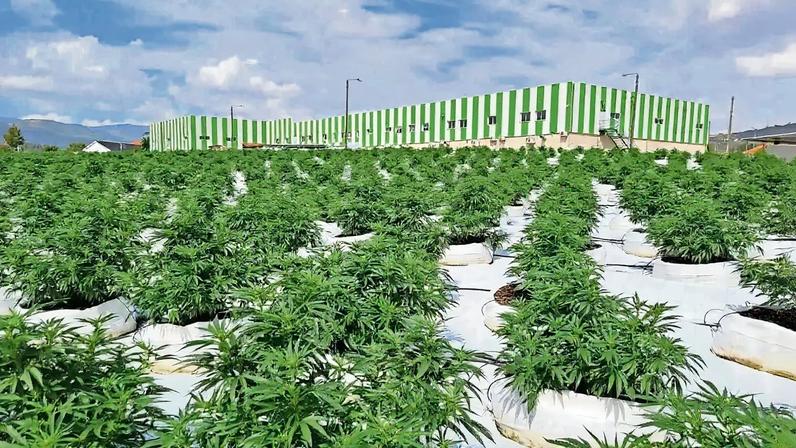 Indústria da canábis medicinal gera milhares de empregos no território nacional