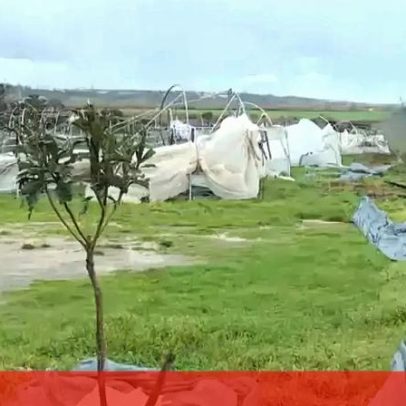Estufa de frutos vermelhos destruída em Leiria, vídeo revela
