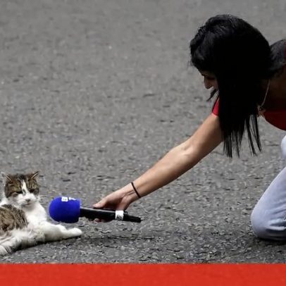Gato Larry de Downing Street completa 15 anos como chief mouser