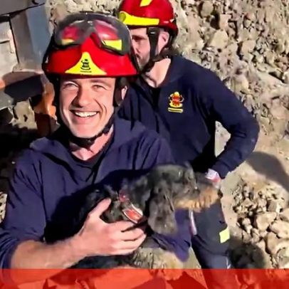 Cadela fica presa numa toca ao perseguir coelho; bombeiros em Madrid demoram seis horas