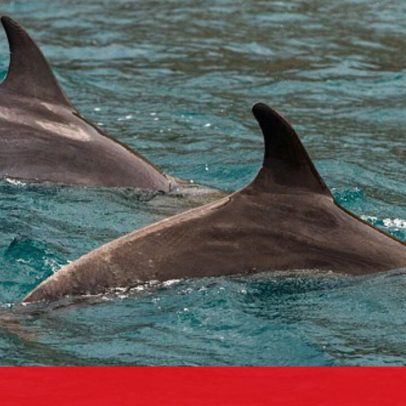 Substâncias de lixo eletrónico em golfinhos e botos