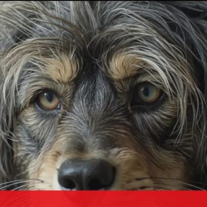 Tempestade dificulta buscas por Pirolito, cão cego de Montemor-o-Velho