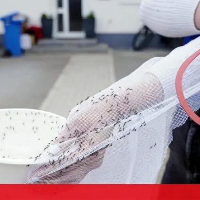 Doença tropical dolorosa pode afetar grande parte da Europa, incluindo Portugal