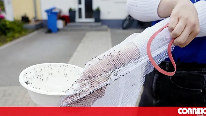 Mosquitos-tigre asiáticos