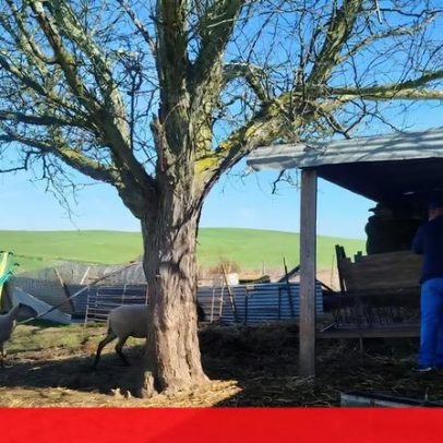 Meia centena de animais furtados de pequena exploração em Vidigueira
