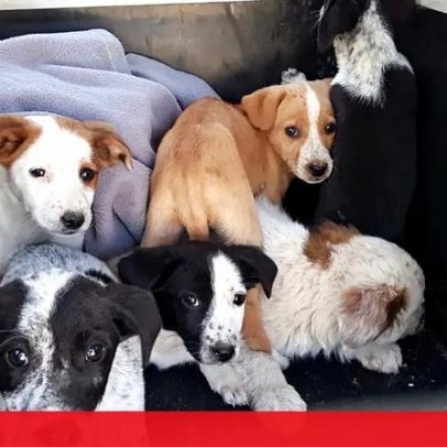 Arguido por manter 12 cães em condições precárias