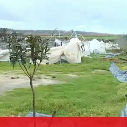 Vídeo mostra estufa de frutos vermelhos destruída em Leiria