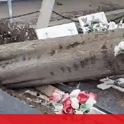 Queda de árvores destrói cemitério em Alverca do Ribatejo