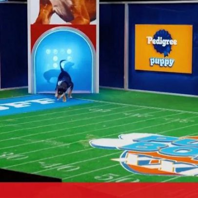 Puppy Bowl XXII promove adoção e inclusão de cães com necessidades especiais