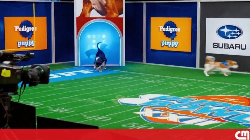 Puppy Bowl XXII promove adoção e inclusão de cães com necessidades especiais